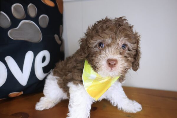 Finnigan Poodle 01