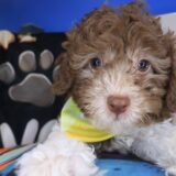 Finnigan Poodle 02
