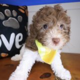 Finnigan Poodle 03