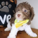 Finnigan Poodle 04
