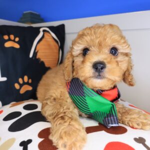 Fletcher Cockapoo 01 Fletcher Cockapoo 01