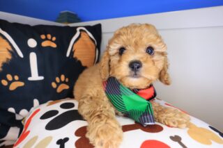 Fletcher Cockapoo 01