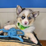Flintstone Pomsky 01