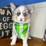Flintstone Pomsky 02