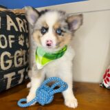 Flintstone Pomsky 03
