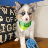 Flintstone Pomsky 04