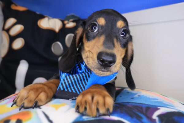 Fuzz Dachshund 01