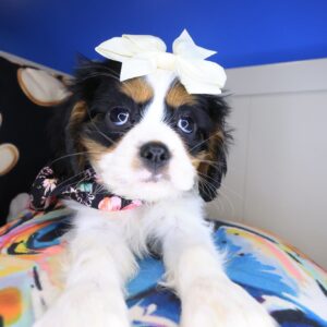 Gabbie Cavalier King Charles Spaniel 01 Gabbie Cavalier King Charles Spaniel 01
