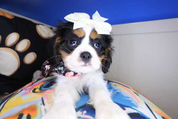Gabbie Cavalier King Charles Spaniel 01
