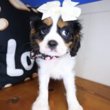 Gabbie Cavalier King Charles Spaniel 03
