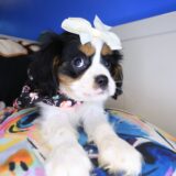 Gabbie Cavalier King Charles Spaniel 04