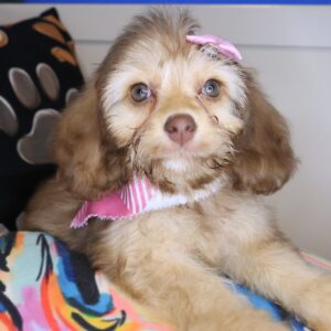 Griff Cockapoo 01 Griff Cockapoo 01
