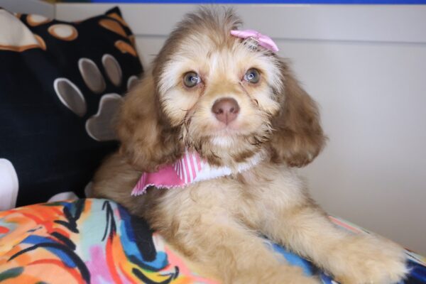 Griff Cockapoo 01