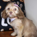 Griff Cockapoo 02