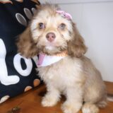 Griff Cockapoo 04