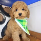 Hans Cockapoo 01