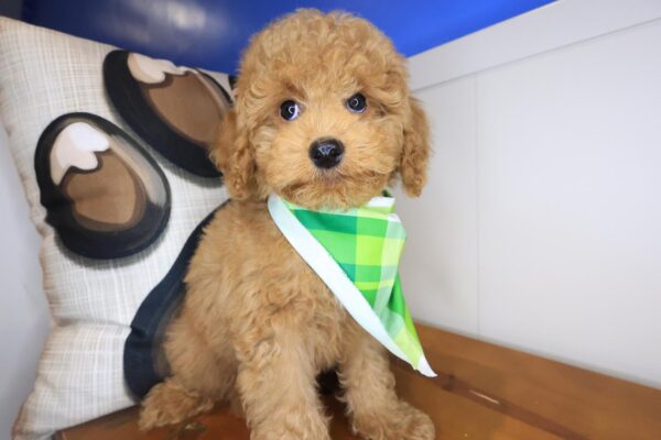 Hans Cockapoo 01