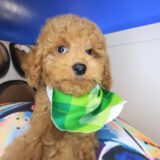 Hans Cockapoo 02