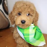 Hans Cockapoo 04