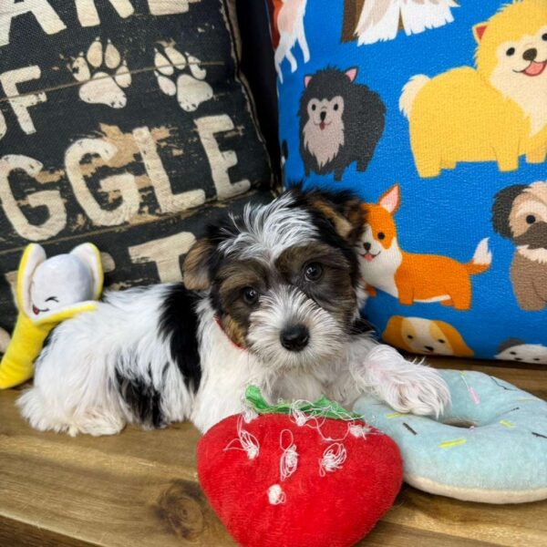 Hans Yorkshire Terrier 01