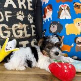 Hans Yorkshire Terrier 04