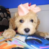 Hattie Poodle 01