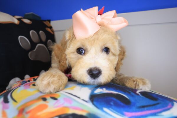 Hattie Poodle 01
