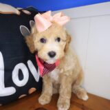 Hattie Poodle 02