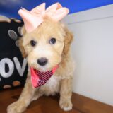 Hattie Poodle 03