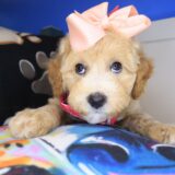 Hattie Poodle 04