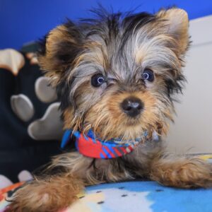 Hawkeye Yorkshire Terrier 01 Hawkeye Yorkshire Terrier 01