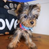 Hawkeye Yorkshire Terrier 02