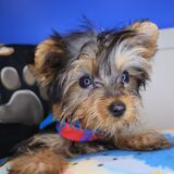Hawkeye Yorkshire Terrier 03