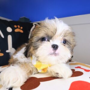 Hendrix Shih Tzu 01 Hendrix Shih Tzu 01