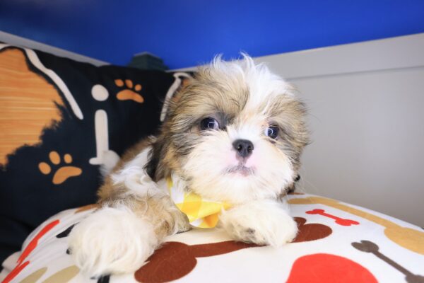Hendrix Shih Tzu 01
