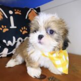 Hendrix Shih Tzu 02