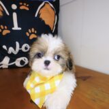 Hendrix Shih Tzu 03