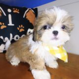 Hendrix Shih Tzu 04