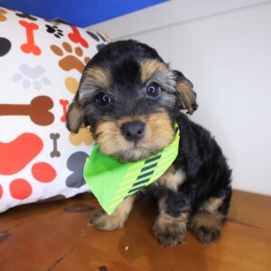 Hobo Yorkiepoo 01 Hobo Yorkiepoo 01