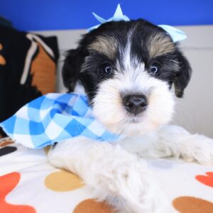 Hugs Yorkiepoo 01 Hugs Yorkiepoo 01