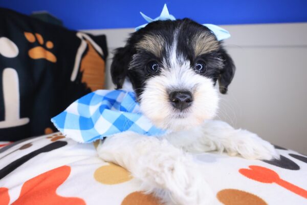 Hugs Yorkiepoo 01