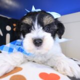 Hugs Yorkiepoo 03