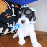 Hugs Yorkiepoo 04