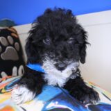 Icarus Poodle 01
