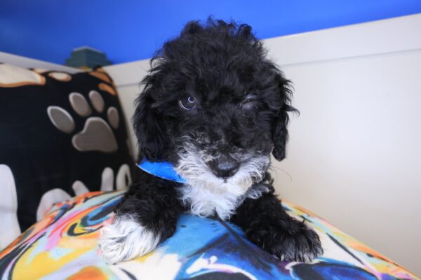 Icarus Poodle 01