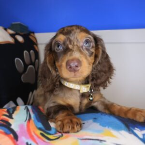Ila Dachshund 01 Ila Dachshund 01
