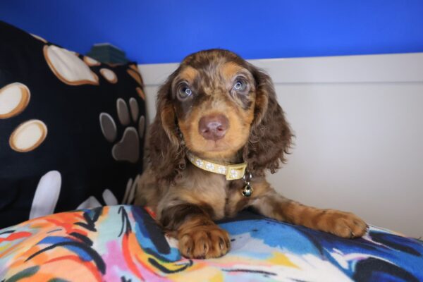 Ila Dachshund 01
