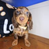 Ila Dachshund 02