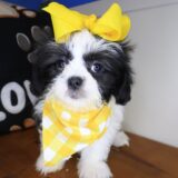 Inari Shih Tzu 01