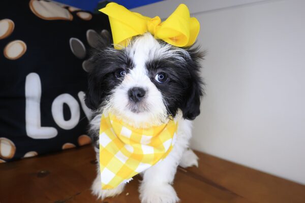 Inari Shih Tzu 01